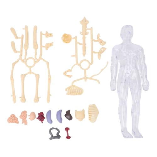 Interaktives menschliches Anatomie-Modell für Kinder, Medizinstudenten, skelettale Organe, pädagogisches Werkzeug für Physiologie und Anatomieforschung, Hände beim Lernen Interaktives menschliches Anatomie-Modell für Kinder, Medizinstudenten, skelettale Organe, pädagogisches Werkzeug für Physiologie und Anatomieforschung, Hände beim Lernen von NOENNULL