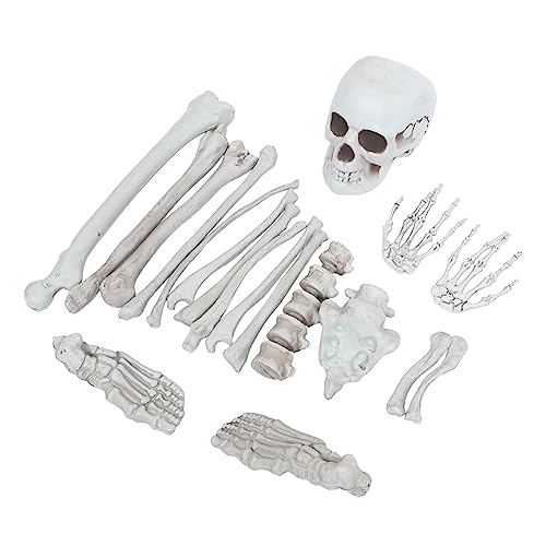 NOLITOY 1 Satz Human Skeleton Bones Teiliges für Halloween Deko Realistisches Menschliches Skelett Modell für Spukhaus Bar Büro Dekoration Perfektes Accessoire für Maskeraden Partys NOLITOY 1 Satz Human Skeleton Bones Teiliges für Halloween Deko Realistisches Menschliches Skelett Modell für Spukhaus Bar Büro Dekoration Perfektes Accessoire für Maskeraden Partys von NOLITOY