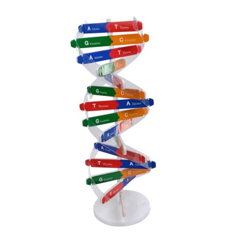 NOLITOY 1Satz Doppelhelix DNA Modellset für Pädagogisches zur Montage und Erklärung der DNA Struktur für Schulunterricht und Wissenschaftliche Projekte Lehrmittel NOLITOY 1Satz Doppelhelix DNA Modellset für Pädagogisches zur Montage und Erklärung der DNA Struktur für Schulunterricht und Wissenschaftliche Projekte Lehrmittel von NOLITOY