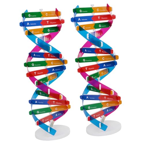 NOLITOY 2stücke DNA Doppelhelix Interaktives Lernspielzeug Für Biologieunterricht Wissenschaftsmodell Veranschaulichung Menschlichen Und Molekularbiologie von NOLITOY