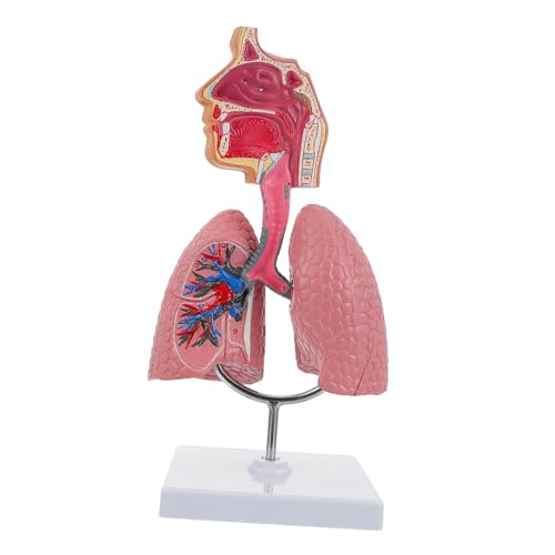 NOLITOY Anatomisches Lungenmodell für Unterricht Realistisches Langlebiges Atemsystem modell aus Sicherem Material für Schule Labor Ausbildung und Medizinische Demonstration NOLITOY Anatomisches Lungenmodell für Unterricht Realistisches Langlebiges Atemsystem modell aus Sicherem Material für Schule Labor Ausbildung und Medizinische Demonstration von NOLITOY