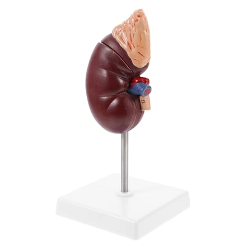 NOLITOY Anatomisches Nierenmodell mit Nebennieren Detailgetreues Lehrmodell aus Hochwertigem Kunststoff Ständer für Biologie und Medizinstudium für Schulunterricht und Medizinische NOLITOY Anatomisches Nierenmodell mit Nebennieren Detailgetreues Lehrmodell aus Hochwertigem Kunststoff Ständer für Biologie und Medizinstudium für Schulunterricht und Medizinische von NOLITOY