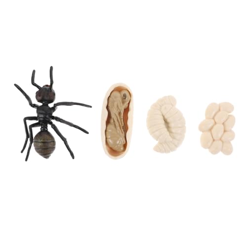 NOLITOY Ant Wachstumszyklus Modell Realistische Ameisen Kognitive Modelle Langlebiges Geruchsfreies Lernspielzeug für Pädagogisches Naturwissenschafts für Schule und Zuhause von NOLITOY