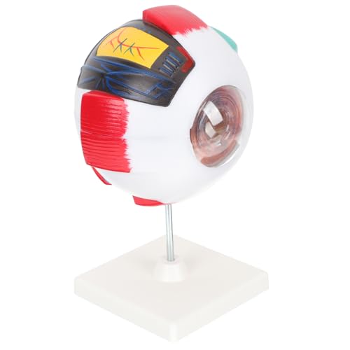 NOLITOY Human Eyeball Anatomy Model Enlarged Abnehmbares Augapfel Modell Medizinisches Lehrmittel PVC Für Sekundarschulen Anatomische Augenstruktur Lehrhilfe NOLITOY Human Eyeball Anatomy Model Enlarged Abnehmbares Augapfel Modell Medizinisches Lehrmittel PVC Für Sekundarschulen Anatomische Augenstruktur Lehrhilfe von NOLITOY