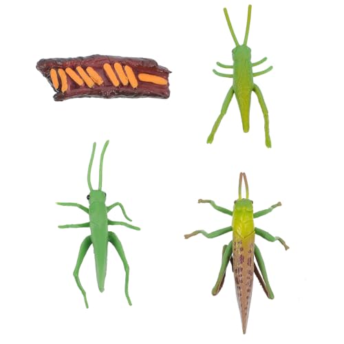 NOLITOY Lebenszyklus Modell Phasen Wachstum Handbemalt Realistische Insektenfiguren Pädagogisch Dekoration Kreativität NOLITOY Lebenszyklus Modell Phasen Wachstum Handbemalt Realistische Insektenfiguren Pädagogisch Dekoration Kreativität von NOLITOY