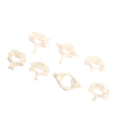 NOLITOY PVC Halswirbelsäulenmodell Unzerbrechlich Detaillierte Anatomische Strukturen Geeignet für Medizinische Ausbildung Unterricht und Studienzwecke von NOLITOY