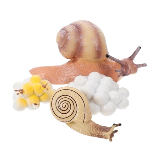 NOLITOY Realistisches Schnecken Wachstumszyklus Modell Teiliges Lernspielzeug für Sicheres Kunststoff Display Pädagogische Schneckendekoration für Kinderzimmer und Garten von NOLITOY