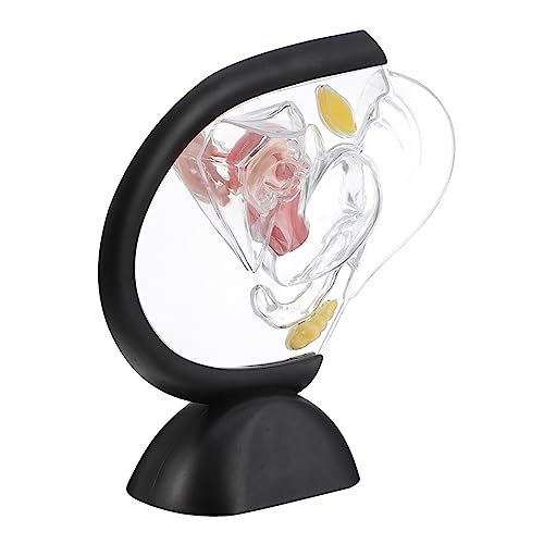 NOLITOY Transparentes Uterus-Modell Gebärmuttermodell Transparentes Uterusmodell sichtbar menschliches Modell Teile Organ jr werkzeug weibliches anatomisches Modell Orgelmodell PVC von NOLITOY