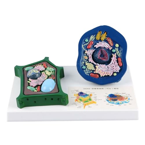 Anatomisches Tier-Pflanzenzellenmodell mit abnehmbaren Teilen, Biologie, Klassenzimmer, Unterricht, Tier- und Pflanzenzellmodell für Labor Anatomisches Tier-Pflanzenzellenmodell mit abnehmbaren Teilen, Biologie, Klassenzimmer, Unterricht, Tier- und Pflanzenzellmodell für Labor von NPXUAMTJ