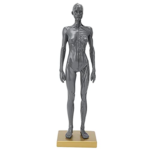 12 Zoll weibliches menschliches Körpermodell, Harzanatomie Modell Kunst anatomischer Figur, Schädelkopfkörpermuskelknochenmodell mit Basis, Grau von NSXAYIWE