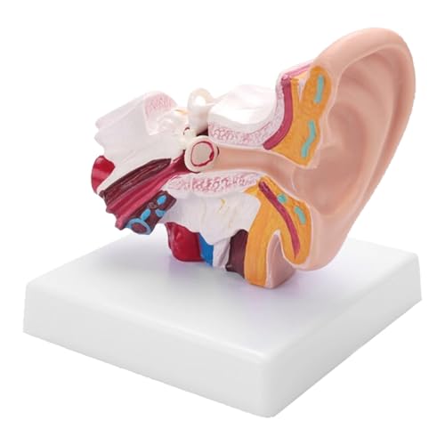 NSXAYIWE 1,5 -mal menschliches Ohr -Anatomie -Modell, 3D -Ohrmodell mit äußerem mittleren inneren Display, Ohr -Joint -Simulationsmodell mit Basis für die naturwissenschaftliche von NSXAYIWE