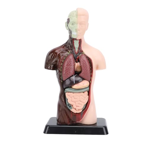 NSXAYIWE 10 Zoll menschliches Körpermodell, 8 PCs Abnehmbares menschliches Torso -Anatomie -Modell mit Herzkopfschädel Hirnskelettmodell für Anatomie- und Physiologie von NSXAYIWE