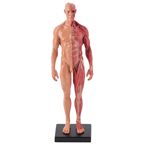 NSXAYIWE 12 Zoll männliches menschliches Körpermodell, Harzanatomie -Modellkunst anatomische Figur, Schädelkopfkörpermuskelknochenmodell mit Basis, Rot, rot von NSXAYIWE