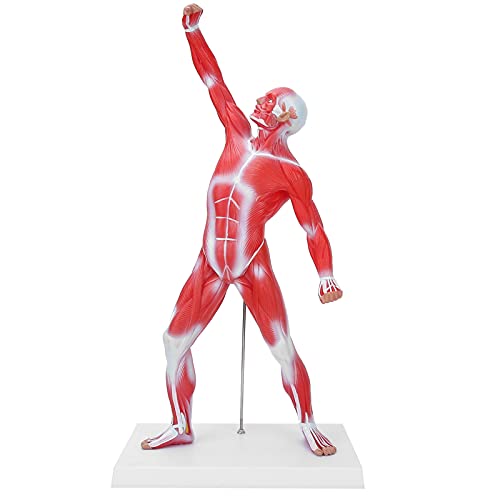 NSXAYIWE 20 Zoll Muskeldodesystem, menschliches Körpermodell menschliches Muskeldornenanatomie -Modell Skelettmodell für Anatomie mit Basis von NSXAYIWE