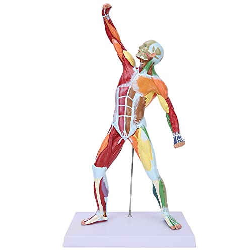 NSXAYIWE 20 Zoll Muskeldodsystem Modell, menschliches Körpermodell farbcodiertes Muskulatanatomie Modell Zeichnung Mannequin-Skelettmodell für Anatomie mit Basis NSXAYIWE 20 Zoll Muskeldodsystem Modell, menschliches Körpermodell farbcodiertes Muskulatanatomie Modell Zeichnung Mannequin-Skelettmodell für Anatomie mit Basis von NSXAYIWE