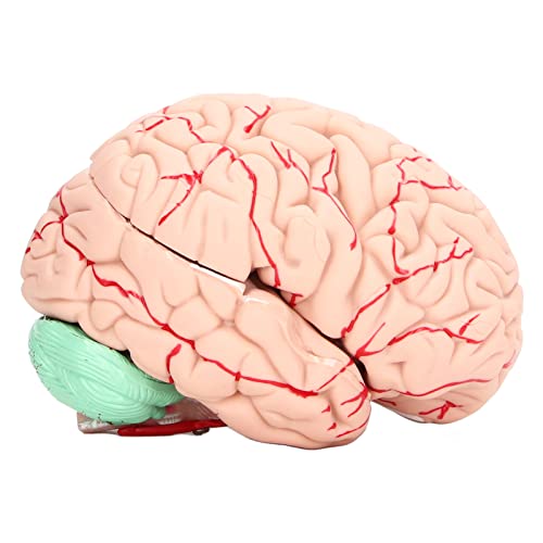 NSXAYIWE Human Brain Model, 8-teiliges Lebensgröße menschliches Anatomie-Modell mit zahlem codiert für das Studienzimmer für wissenschaftliche Klassenzimmer NSXAYIWE Human Brain Model, 8-teiliges Lebensgröße menschliches Anatomie-Modell mit zahlem codiert für das Studienzimmer für wissenschaftliche Klassenzimmer von NSXAYIWE