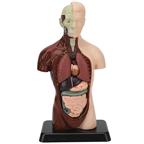 NSXAYIWE Human Torso Anatomy-Modell, 6 Teil entfernbarer lebensgroßer menschlicher Körpermodell mit Herzkopfschädel-Gehirnskelettmodell für Schulbildung von NSXAYIWE