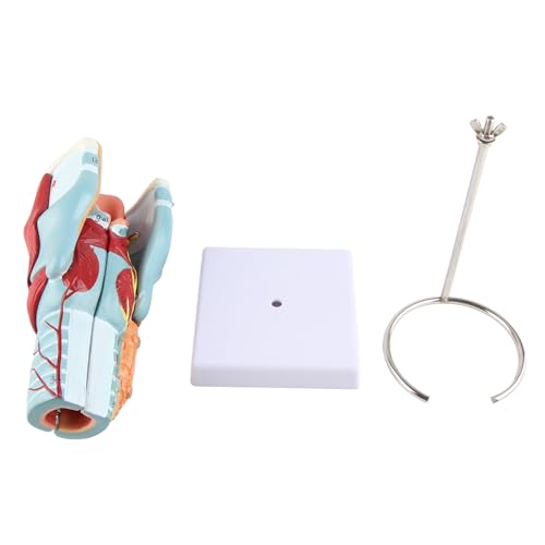 Nsxayiwe 2X vergrößertes menschliches Halsmodell, 5 Teile entfernbarer menschliches Kehlkopfmodell für wissenschaftliche Klassenzimmerstudie Medizinische Ausbildung Ausbildung von NSXAYIWE