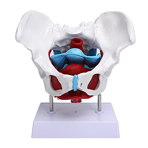 Nsxayiwe weibliches Becken- und Perineummodell mit abnehmbaren Organen, Beckenmodell mit Beckenbodenmuskeln, Uterus-Vagina-Eierstock, Rektum und Blase 6-Teilen Anatomie-Modell Nsxayiwe weibliches Becken- und Perineummodell mit abnehmbaren Organen, Beckenmodell mit Beckenbodenmuskeln, Uterus-Vagina-Eierstock, Rektum und Blase 6-Teilen Anatomie-Modell von NSXAYIWE