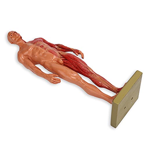 Naroote Muskelmodell, Menschliches Kopf- und Halsmuskelmodell 30 cm Harz Männlich Muskuloskelettaler Struktur Skulptur Körpermodell Miniatur -Muskeldodellmodell Anatomisches Modell Naroote Muskelmodell, Menschliches Kopf- und Halsmuskelmodell 30 cm Harz Männlich Muskuloskelettaler Struktur Skulptur Körpermodell Miniatur -Muskeldodellmodell Anatomisches Modell von Naroote