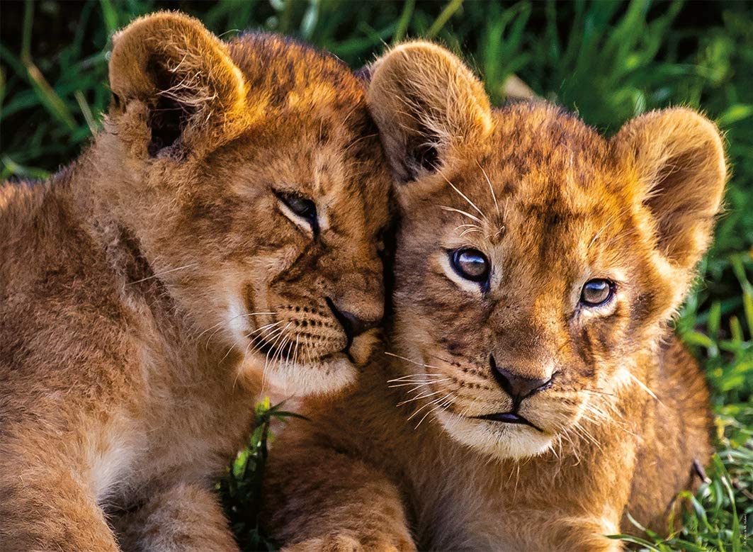 Nathan Adorable Lion Babies 250 Teile Puzzle Nathan-86881 Nathan Adorable Lion Babies 250 Teile Puzzle Nathan-86881 von Nathan