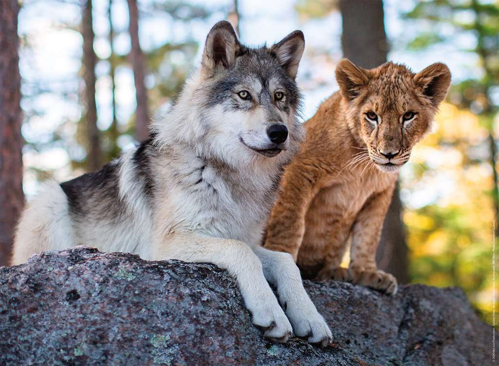 Nathan Der Wolf und der Löwe 500 Teile Puzzle Nathan-00958 Nathan Der Wolf und der Löwe 500 Teile Puzzle Nathan-00958 von Nathan