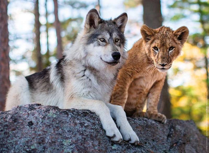 Nathan Der Wolf und der Löwe 500 Teile Puzzle Nathan-00958 von Nathan