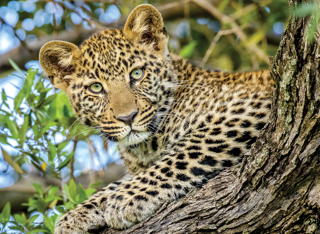 Nathan Durch die Augen des Leoparden 500 Teile Puzzle Nathan-00959 Nathan Durch die Augen des Leoparden 500 Teile Puzzle Nathan-00959 von Nathan
