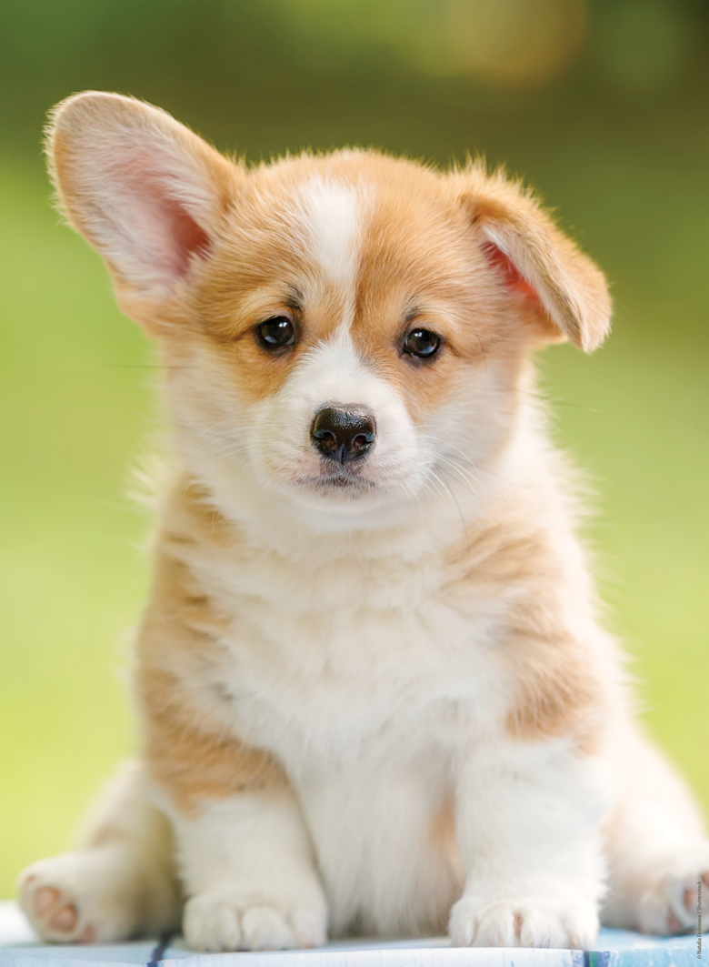 Nathan Niedlicher Corgi 500 Teile Puzzle Nathan-00961 Nathan Niedlicher Corgi 500 Teile Puzzle Nathan-00961 von Nathan