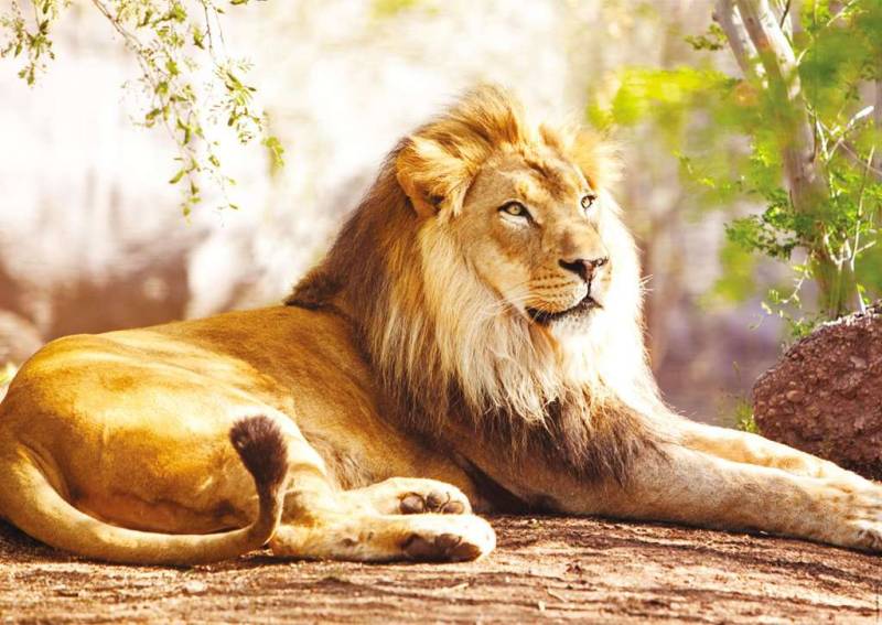 Nathan The King of the Savannah 1500 Teile Puzzle Nathan-00951 von Nathan
