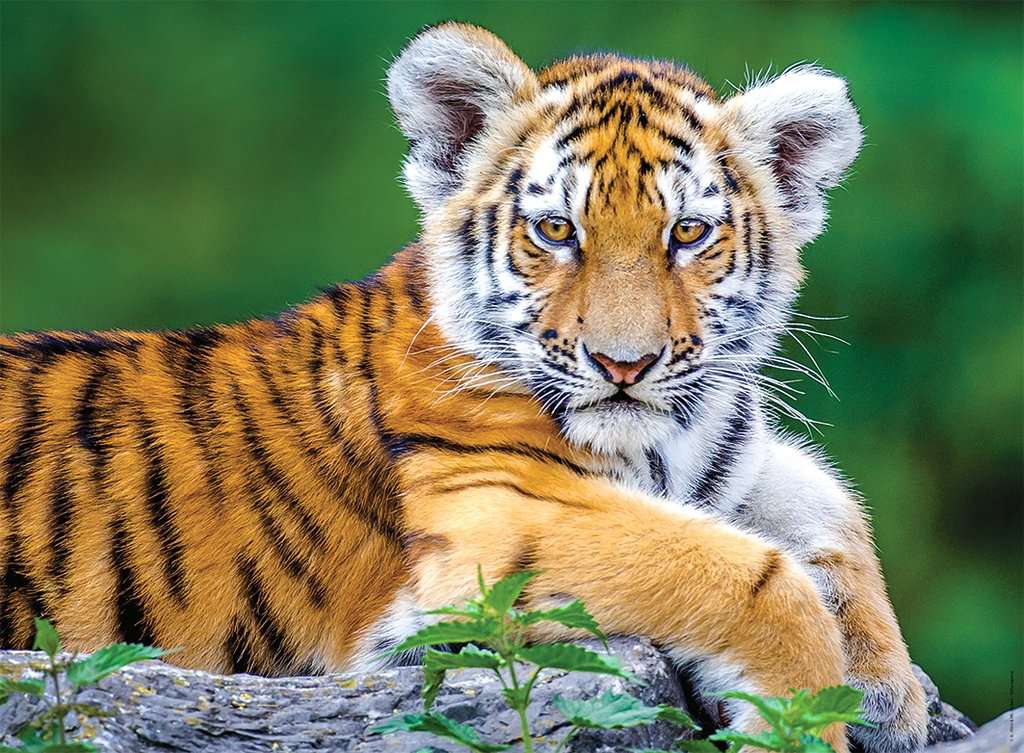 Nathan XXL Teile - Tigerbaby 150 Teile Puzzle Nathan-86154 Nathan XXL Teile - Tigerbaby 150 Teile Puzzle Nathan-86154 von Nathan