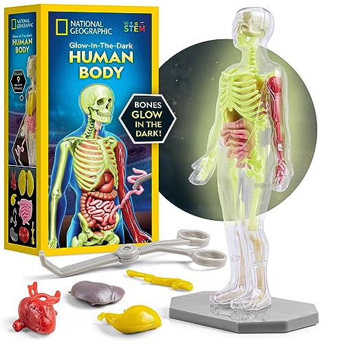 NATIONAL GEOGRAPHIC Menschliches Körpermodell für Kinder, das im Dunkeln leuchtet – 32-teiliges interaktives Anatomie-Modell mit Knochen, Organen, Muskeln, Ständer, Pinzetten und ID-Tabelle, Anatomie- von National Geographic