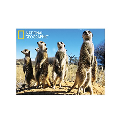 National Geographic NG18710 3D-Postkarte mit Erdmännchen-Motiv, zum Sammeln, Mehrfarbig von National Geographic