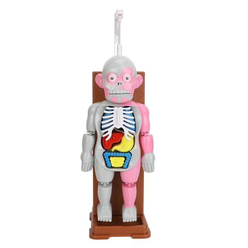 Natudeco menschlicher Körper Anatomie Spielzeugkörpermodell für Kinder Removable Human Torso Model Anatomie Spiel Set für Heim Halloween von Natudeco
