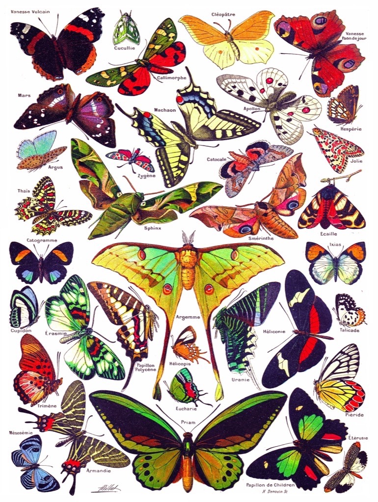 New York Puzzle Company Butterflies - Papillons 1000 Teile Puzzle New-York-Puzzle-PD633 von New York Puzzle Company