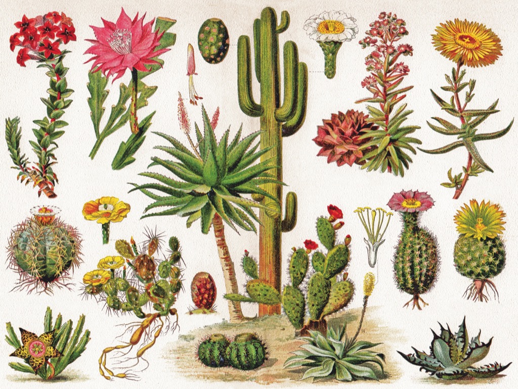 New York Puzzle Company Cacti - Cactus 1000 Teile Puzzle New-York-Puzzle-PD1833 von New York Puzzle Company