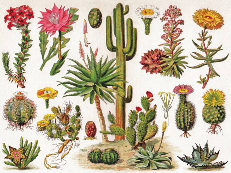 New York Puzzle Company Cacti - Cactus 1000 Teile Puzzle New-York-Puzzle-PD1833 von New York Puzzle Company