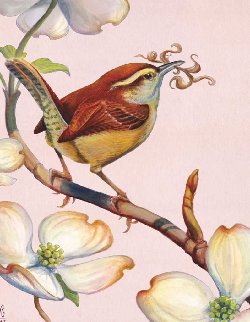 New York Puzzle Company Carolina Wren 100 Teile Puzzle New-York-Puzzle-CB1857 von New York Puzzle Company