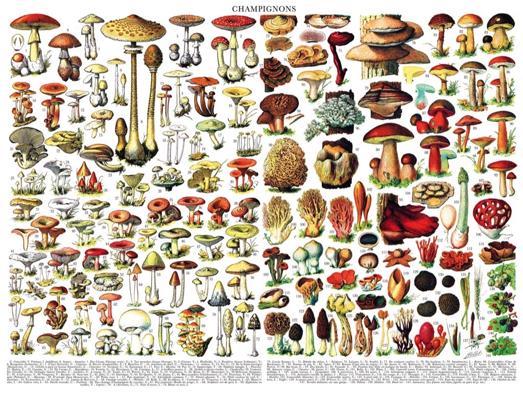 New York Puzzle Company Mushrooms - Champignons 1000 Teile Puzzle New-York-Puzzle-PD638 von New York Puzzle Company