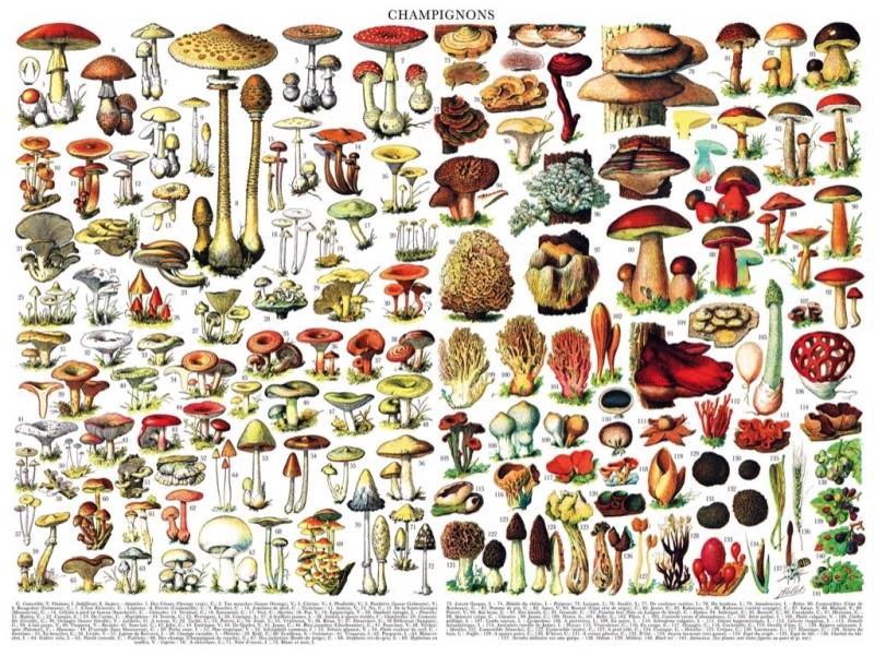 New York Puzzle Company Mushrooms - Champignons 1000 Teile Puzzle New-York-Puzzle-PD638 von New York Puzzle Company