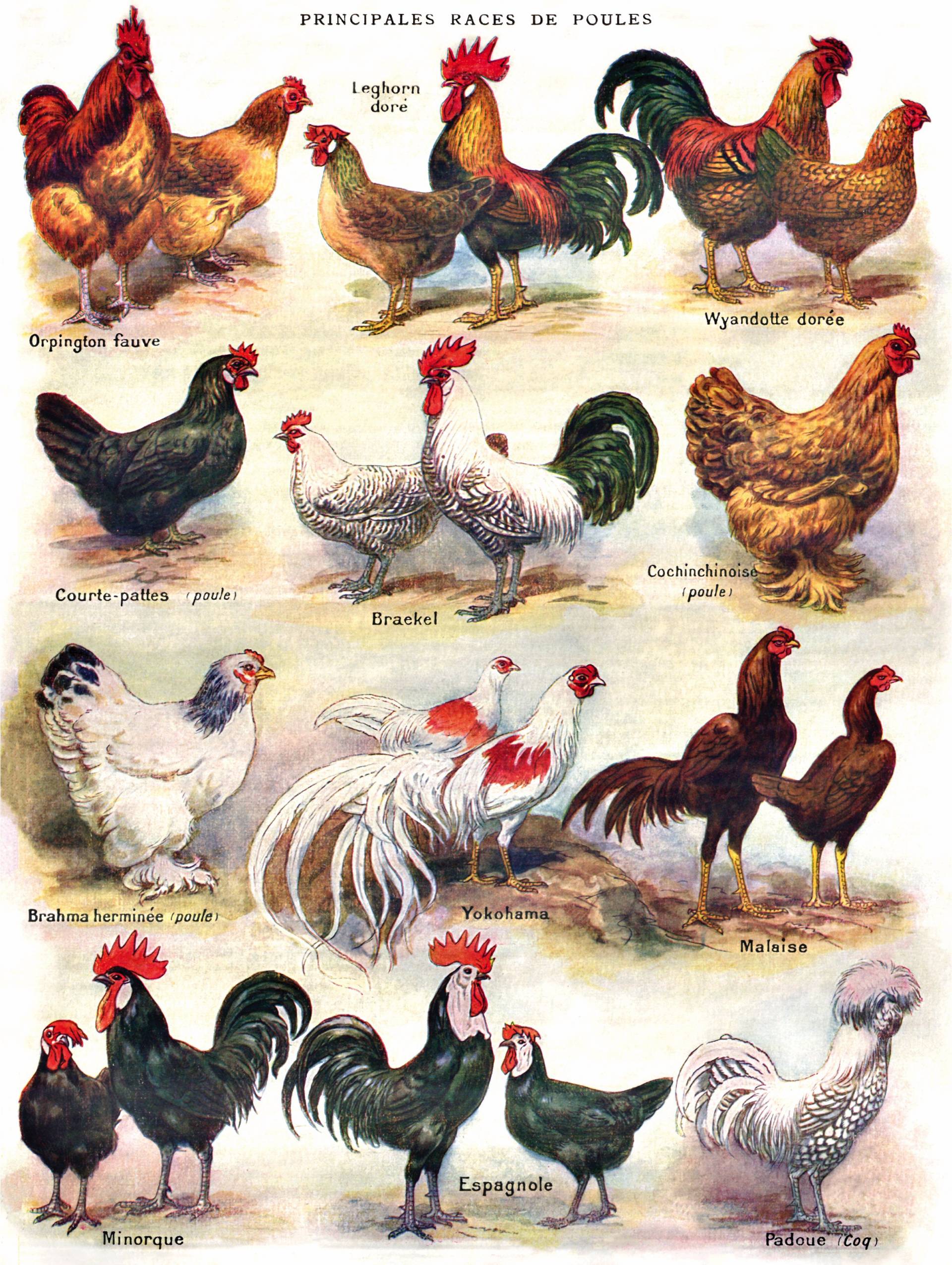New York Puzzle Company XXL Teile - Poules - Poultry 500 Teile Puzzle New-York-Puzzle-PD2177 von New York Puzzle Company