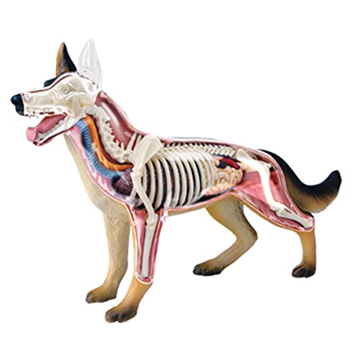 Nicfaky Tier Organ Anatomie Modell 4D Hund Intelligenz Spielzeug Lehre Anatomie Modell DIY Beliebte Wissenschaftliche Haushaltsgeräte von Nicfaky