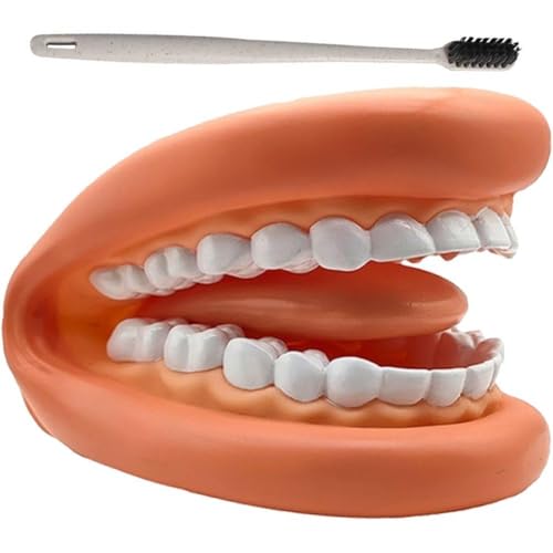 1 Set Mund Modell Puppen Mund Zähne Zunge Handpuppe Zahnbürste Dental Modell Pädagogische Lernressource Für Kinder von Nisone