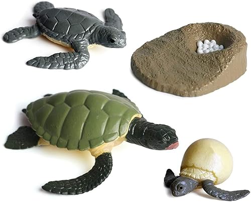 Norhogo 4 Stü Lebenszyklus Modelle Schildkröte, Schildkröte Biologie Wissenschaft Modell Evolution Spielzeug Wachstum Stadium Modell für Kinder Unterrichtszubehör Lernspielzeug von Norhogo