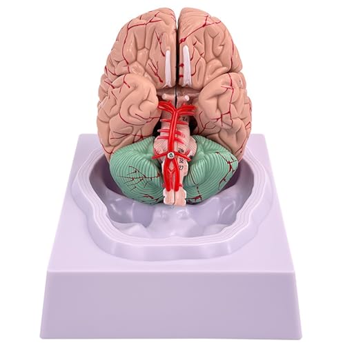 Gehirnmodell menschliches gefälschtes Gehirn 8-teiliges Modell von mit 32 digitalen Identifikatoren Lebensgröße menschliche Anatomie für wissenschaftliche Klassenzimmerstudie Display Lehren Medizin von Nyutcwe