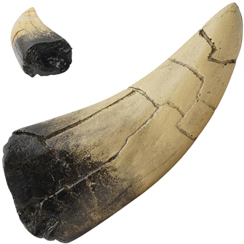 Nyutcwe Hai-Zähne realistisches Harz umweltfreundlich Retro Haifischzähne 4, 5x2x1.2 Zahnmasse für Ausstellung Nyutcwe Hai-Zähne realistisches Harz umweltfreundlich Retro Haifischzähne 4, 5x2x1.2 Zahnmasse für Ausstellung von Nyutcwe