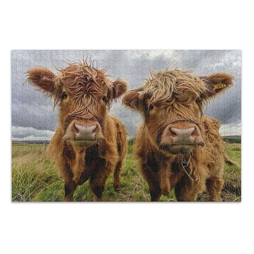 Highland Cows Puzzle Pädagogisches und Lernpuzzle für Erwachsene, Familien, Fertige Größe 74,9 x 50 cm von ODAWA