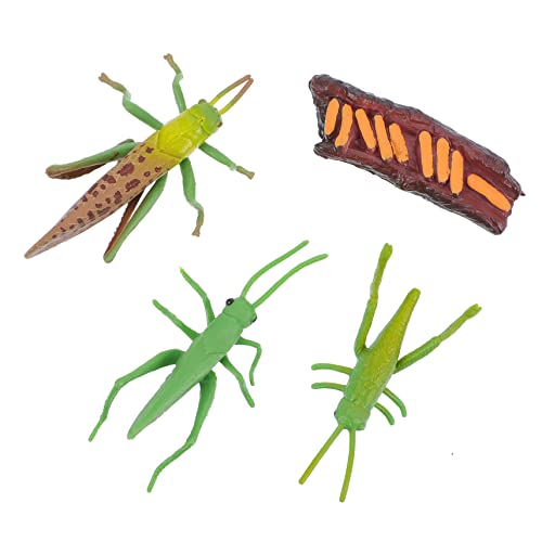OFFIGAM Grillen Wachstumsmodelle Satz für Kinder Lebenszyklus Insekten Spielzeug Garten Dekoration Bildung Modellfiguren OFFIGAM Grillen Wachstumsmodelle Satz für Kinder Lebenszyklus Insekten Spielzeug Garten Dekoration Bildung Modellfiguren von OFFIGAM