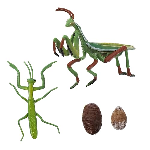 OFFIGAM 1 Satz Mantis Lebenszyklus Modell Pädagogisches aus Realistische Gottesanbeterin Figur für Vorschule Lernen und von OFFIGAM