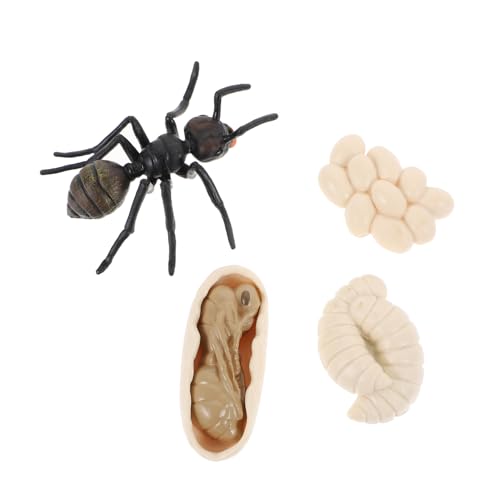 OFFIGAM 1 Satz Plastik Ameisenmodellen Kognitive Spielzeuge für Realistisches Ant Wachstumszyklus Modell zur des Naturwissenschaftlichen Verständnisses Vorstellungskraft von OFFIGAM